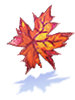 Leaf of Maple Tree