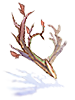 Branch of Maple Tree