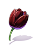 Black Tulip