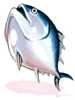 Bluefin Tuna