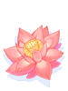 Water Lily